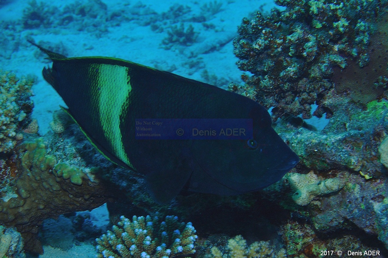 Coris aygula Labre clown-Safaga Tobia kebir-13m-20171120-Denis-ADER-DSC_3116_tn.jpg